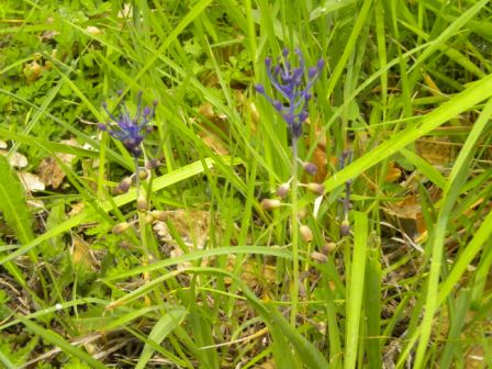 Muscari comosum